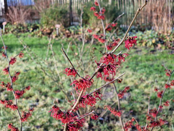 Zaubernussblüte blühende Zaubernuss