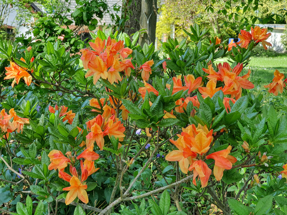 Azaleenblüte Azaleenblüte