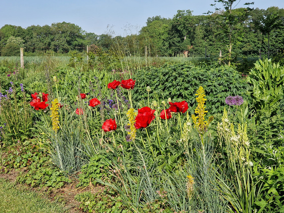 Mohnblüte im Gräsergarten Mohnblüte im Gräsergarten